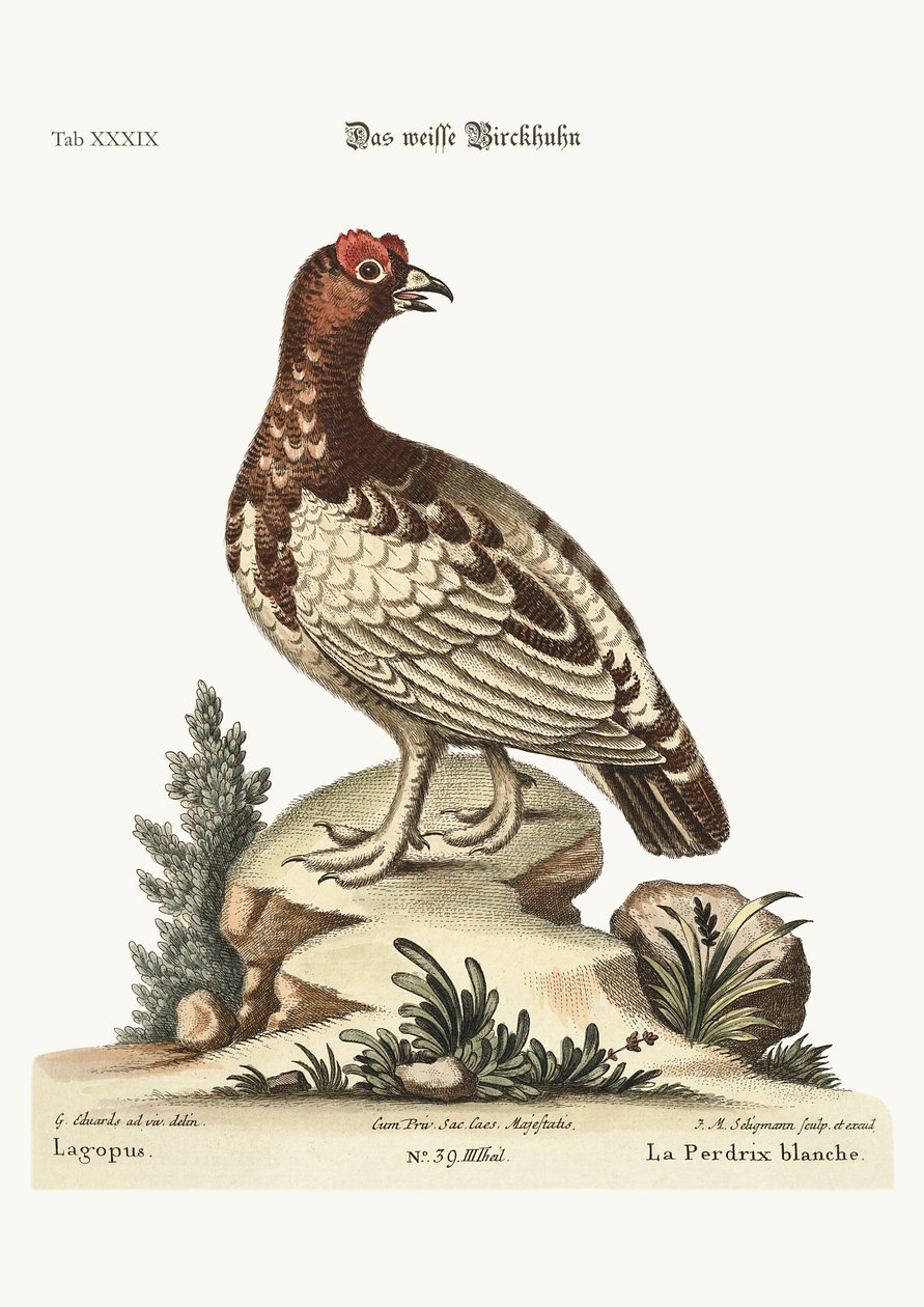 Den vita rapphönan, 1749-73 av George Edwards
