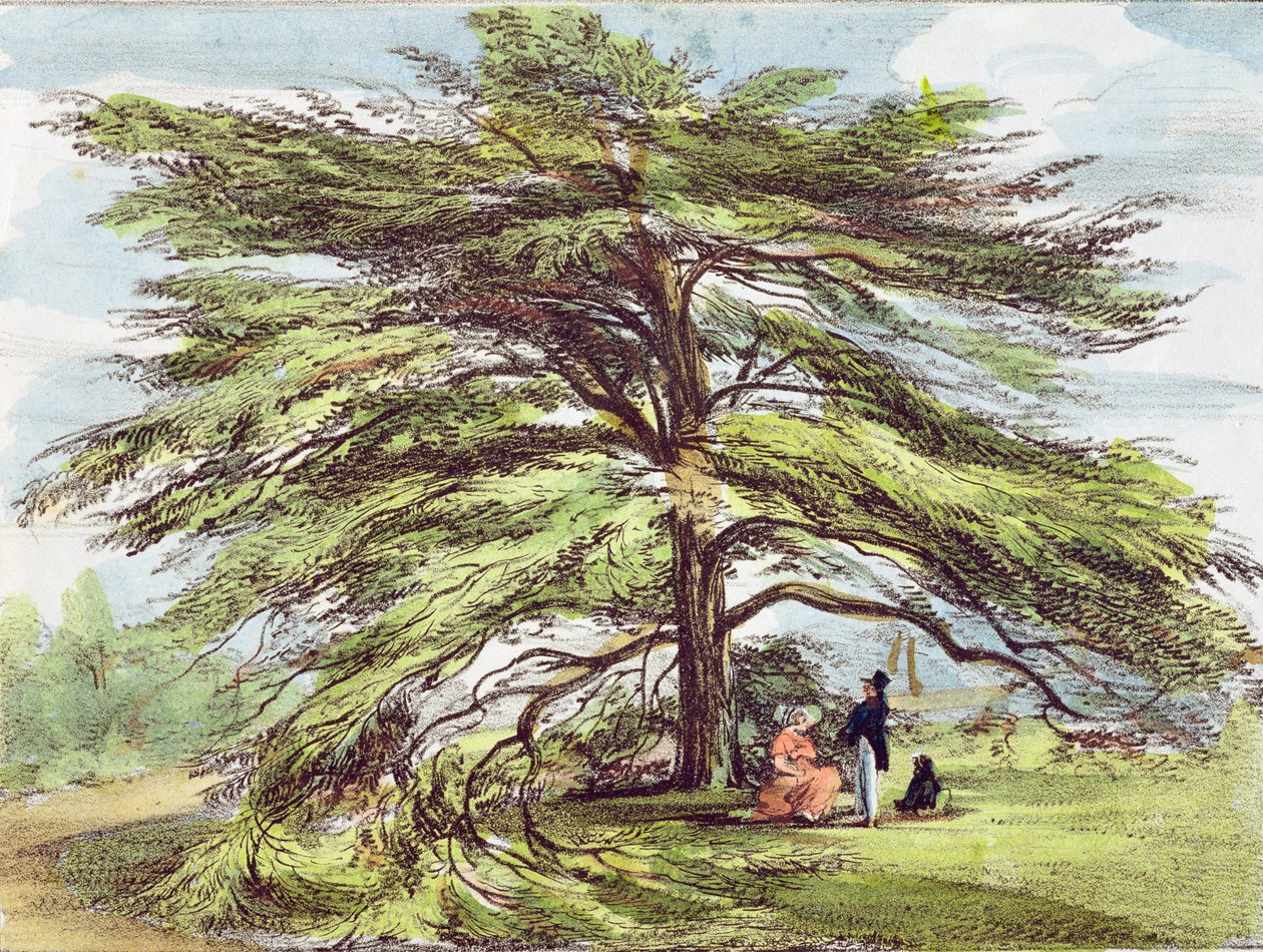 The Libanon Cedar Tree in the Arboretum, Kew Gardens, skylt 21 från 