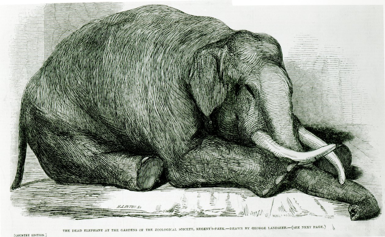 The Dead Elephant at the Gardens of the Zoological Society, Regents Park, från "The London Illustrated News" av George Landseer