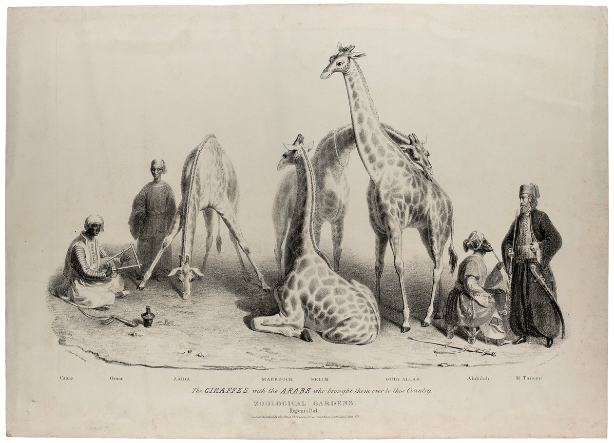 Girafferna med araberna som förde över dem till detta land, Zoological Gardens, Regents Park, London, juni 1836, litografi av Charles Hullmandel (1789-1850) av George Snr Scharf
