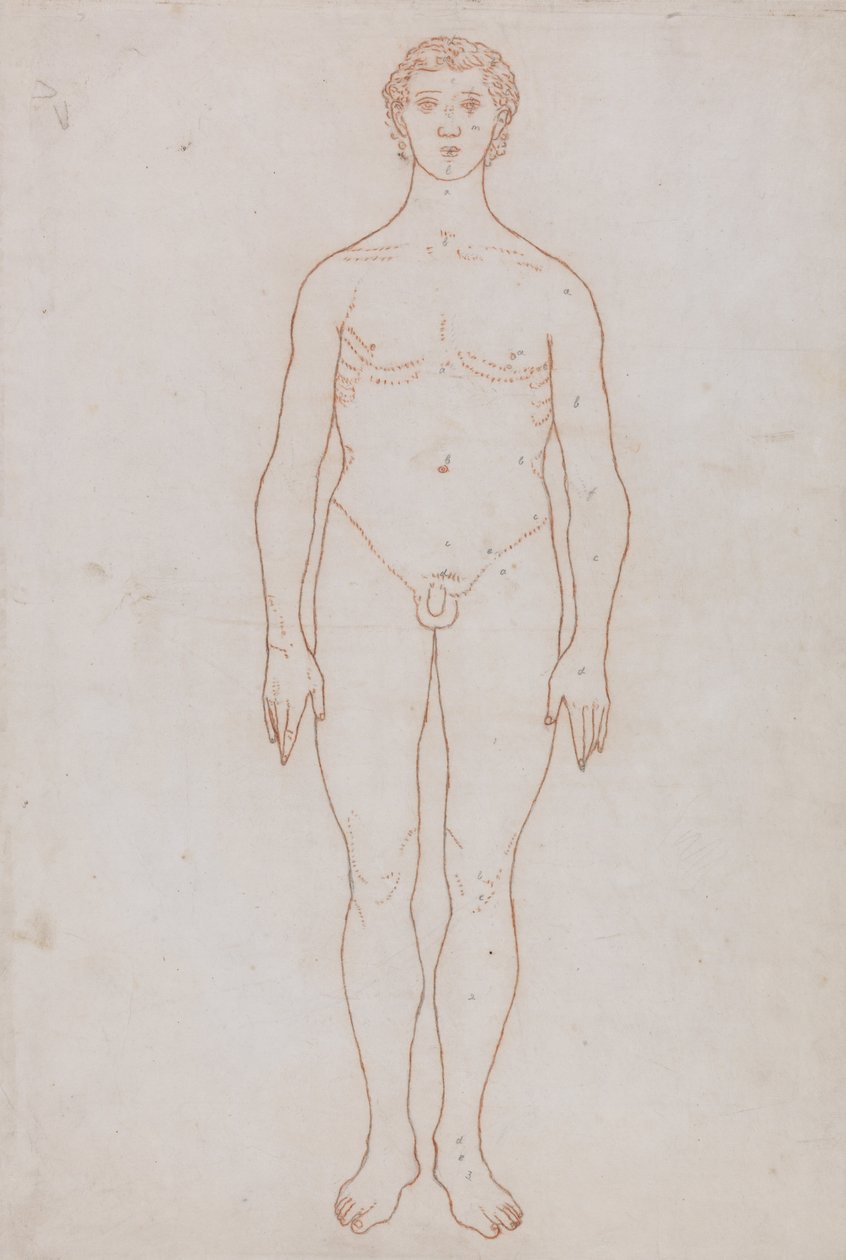 En jämförande anatomisk exponering av människokroppens struktur med en tiger och en ... av George Stubbs