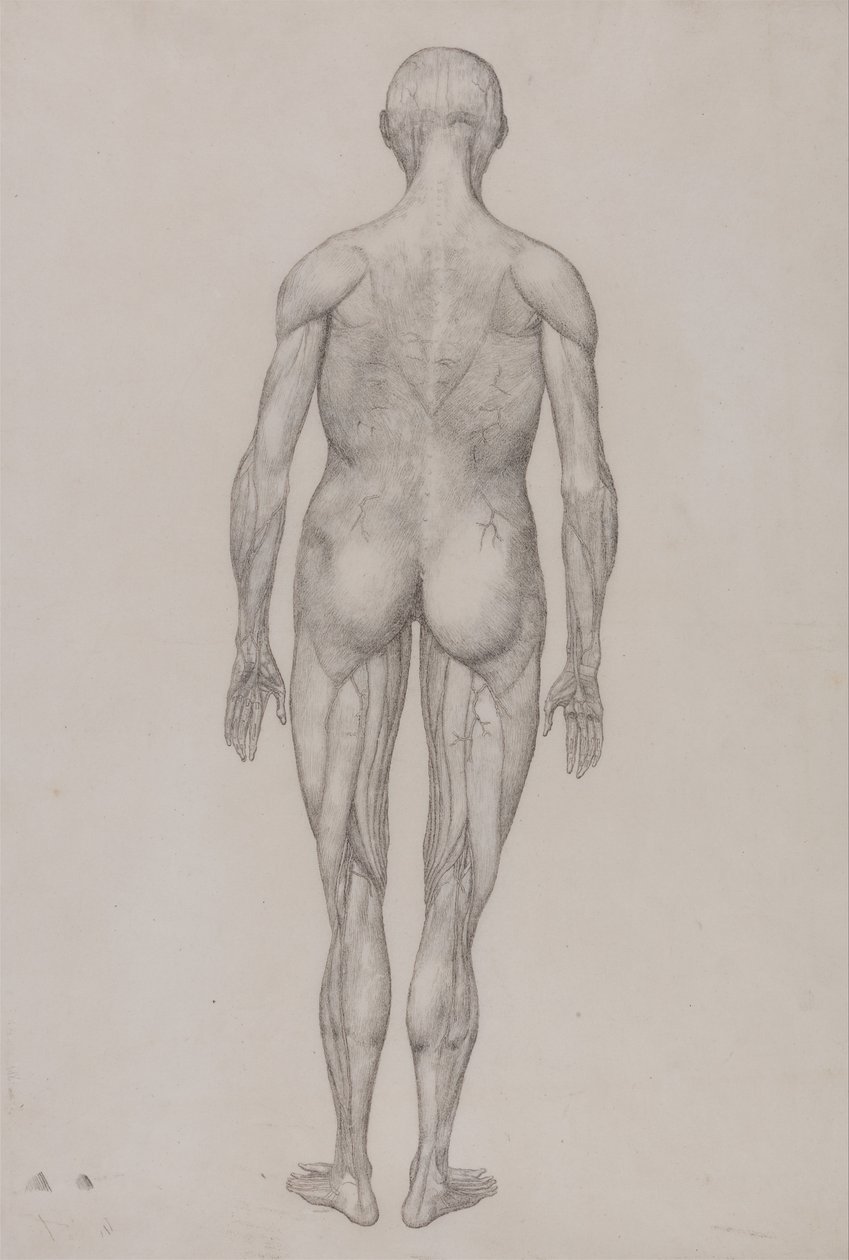 En jämförande anatomisk exponering av människokroppens struktur med en tiger och en ... av George Stubbs