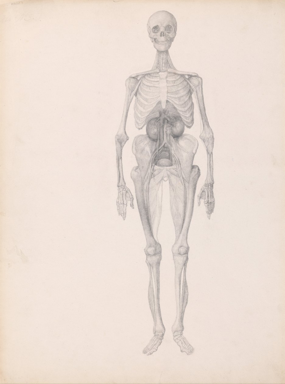 En jämförande anatomisk exponering av människokroppens struktur med en tiger och en ... av George Stubbs