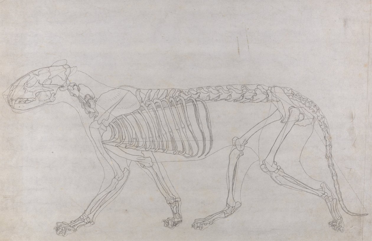 En jämförande anatomisk exponering av människokroppens struktur med en tiger och en ... av George Stubbs