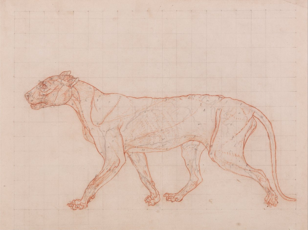 En jämförande anatomisk exponering av människokroppens struktur med en tiger och en ... av George Stubbs