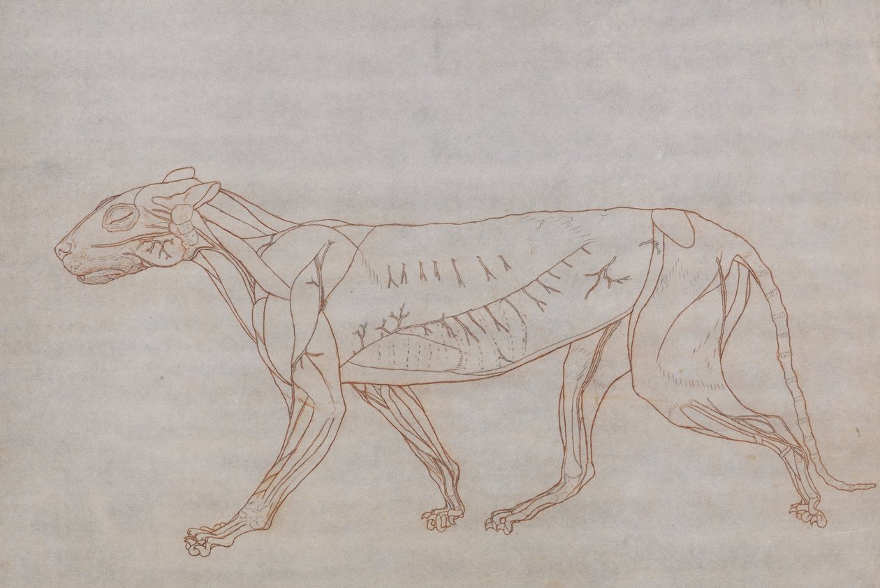En jämförande anatomisk exponering av människokroppens struktur med en tiger och en ... av George Stubbs