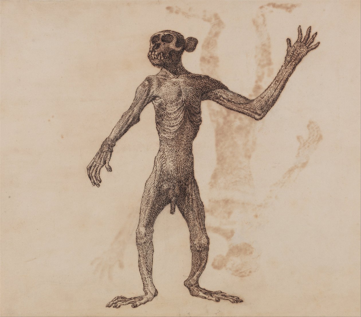 En jämförande anatomisk beskrivning av människokroppens uppbyggnad i förhållande till tiger och ko... av George Stubbs