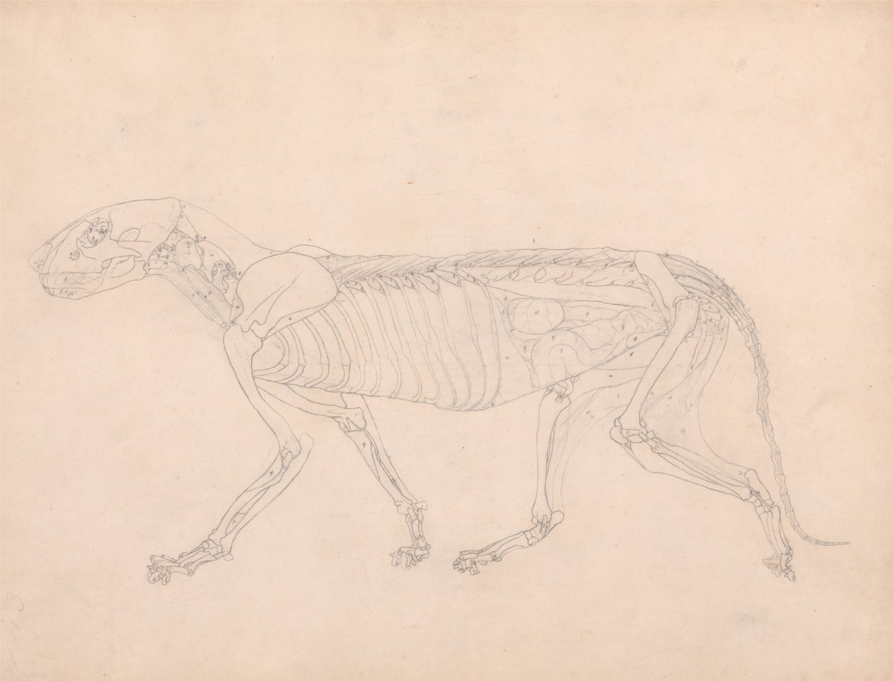 En jämförande anatomisk exponering av människokroppens struktur med en tiger och en ... av George Stubbs