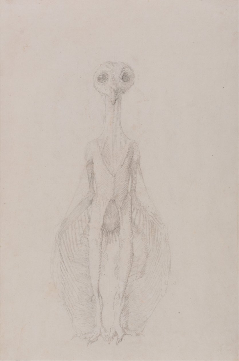 En jämförande anatomisk exponering av människokroppens struktur med en tiger och en ... av George Stubbs