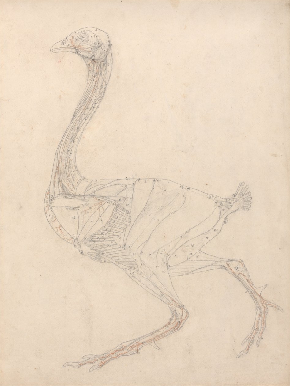En jämförande anatomisk exponering av människokroppens struktur med en tiger och en ... av George Stubbs