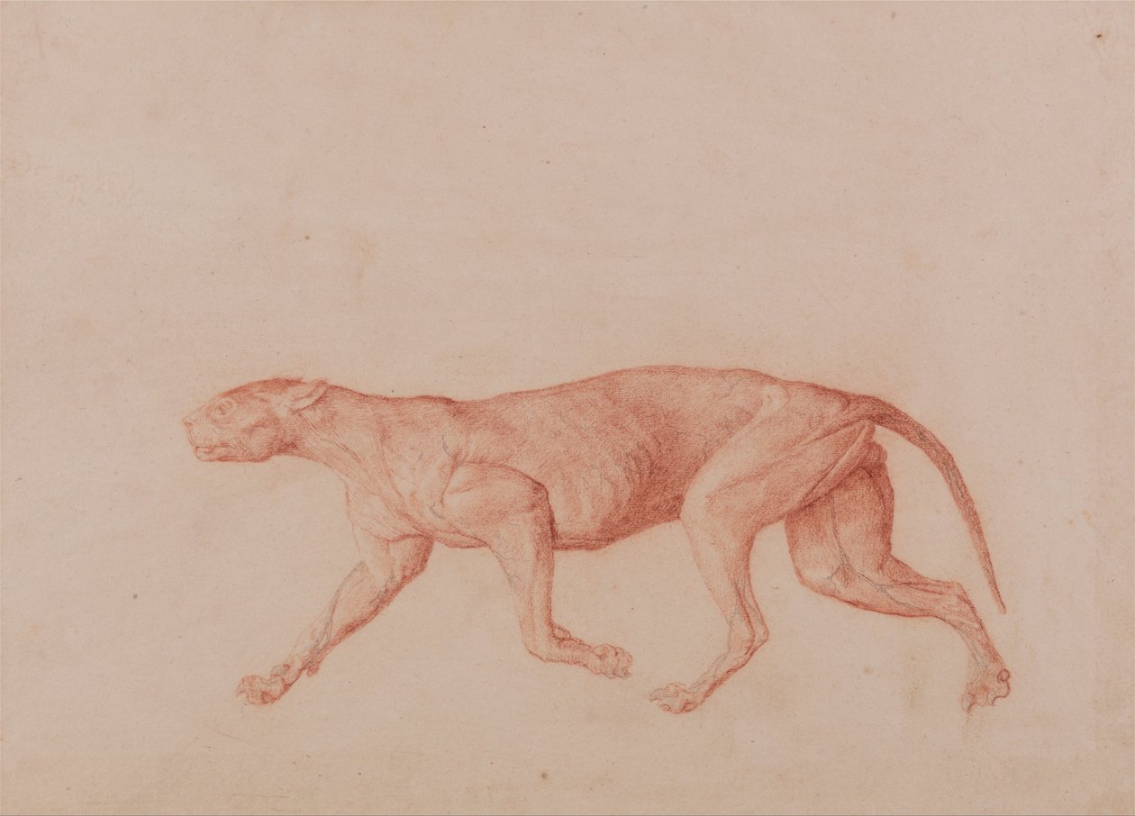 En jämförande anatomisk exponering av människokroppens struktur med en tiger och en ... av George Stubbs