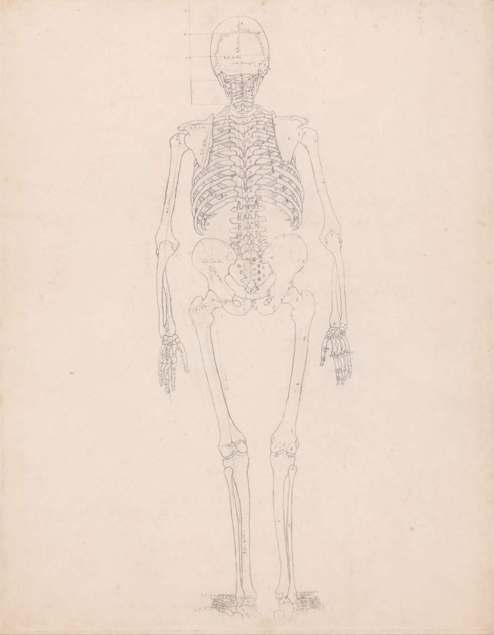 En jämförande anatomisk exponering av människokroppens struktur med en tiger och en ... av George Stubbs