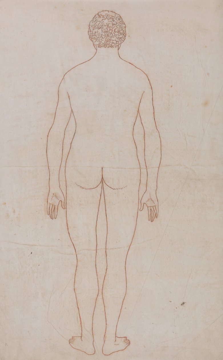 En jämförande anatomisk exponering av människokroppens struktur med en tiger och en ... av George Stubbs