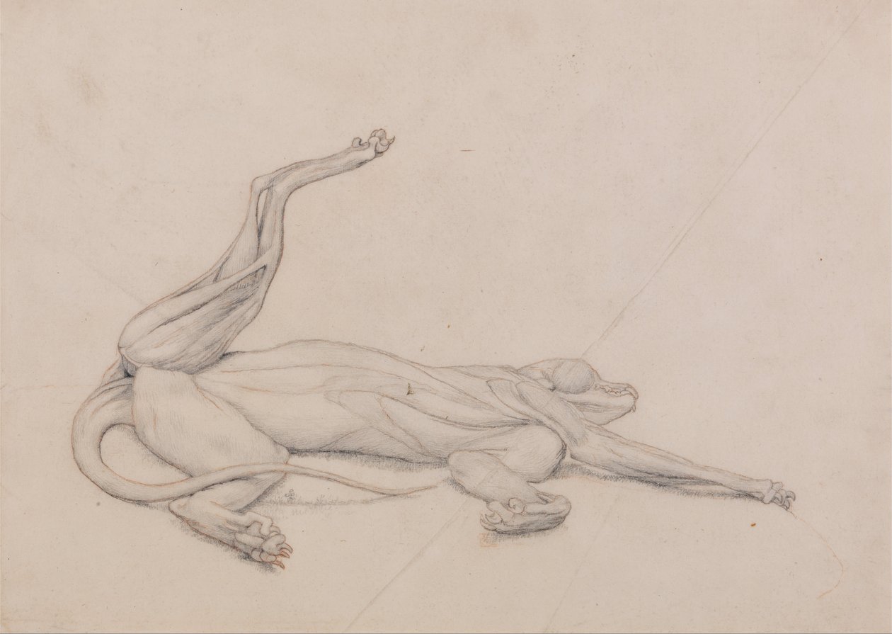 En jämförande anatomisk exponering av människokroppens struktur med en tiger och en ... av George Stubbs