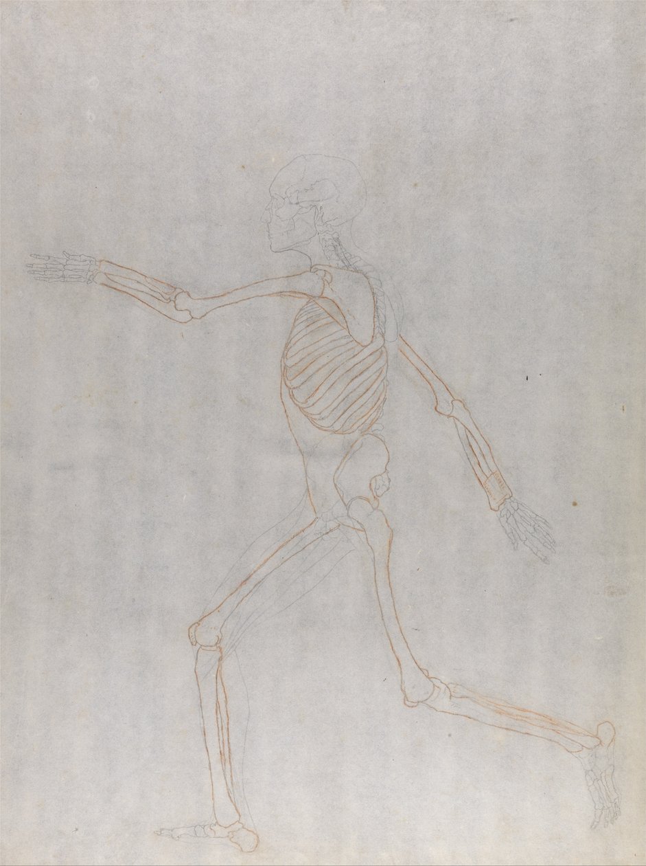 En jämförande anatomisk exponering av människokroppens struktur med en tiger och en ... av George Stubbs