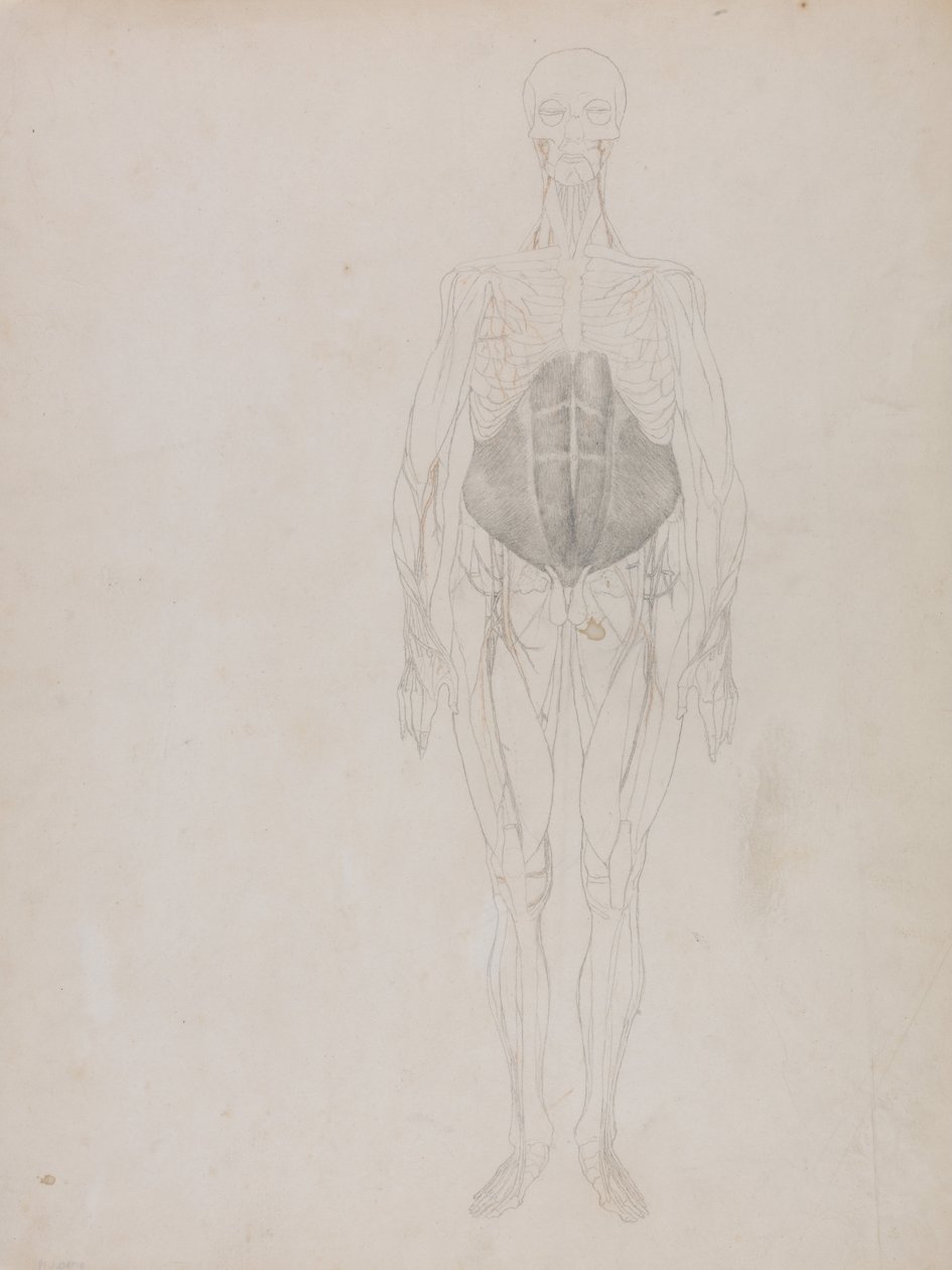 En jämförande anatomisk exponering av människokroppens struktur med en tiger och en ... av George Stubbs