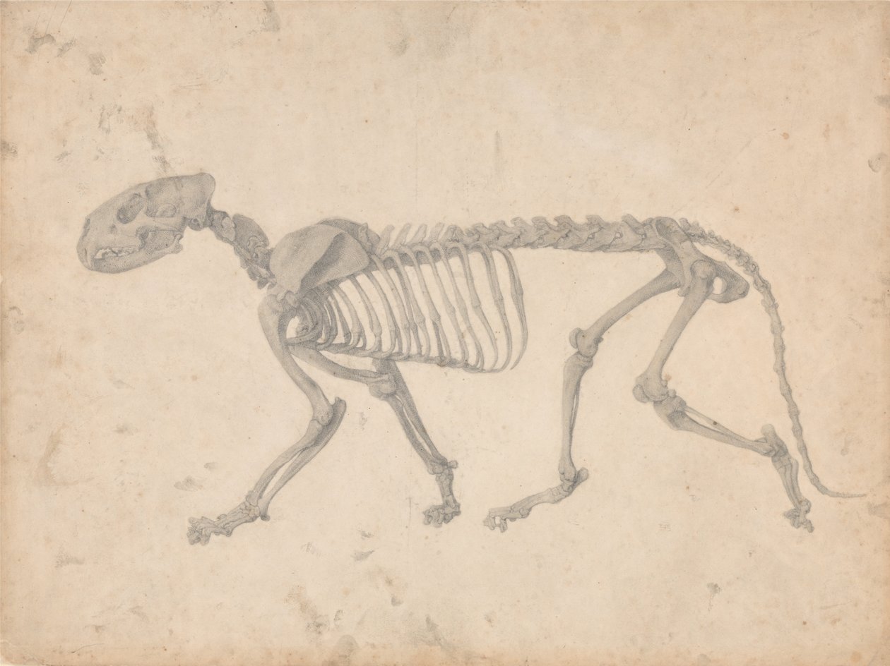 En jämförande anatomisk exponering av människokroppens struktur med en tiger av George Stubbs