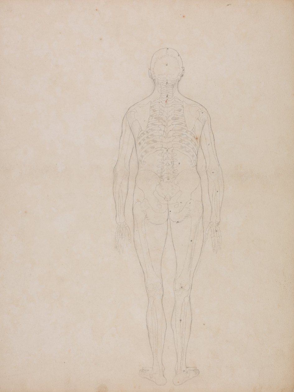 En jämförande anatomisk exponering av människokroppens struktur med en tiger och en ... av George Stubbs