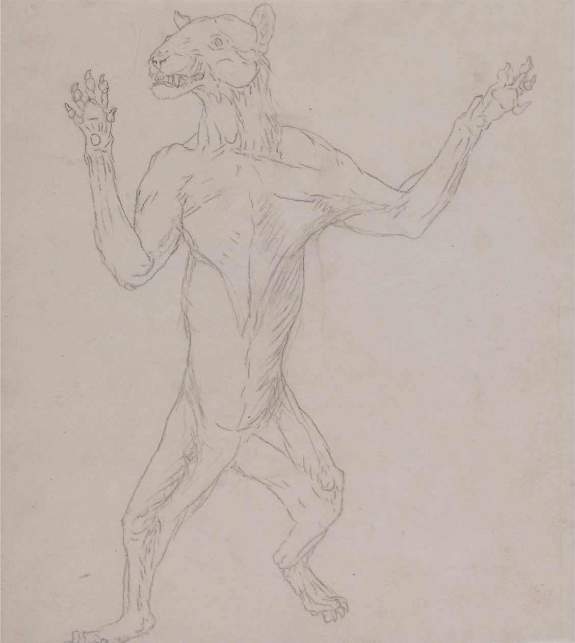En jämförande anatomisk exponering av människokroppens struktur med en tiger och en ... av George Stubbs