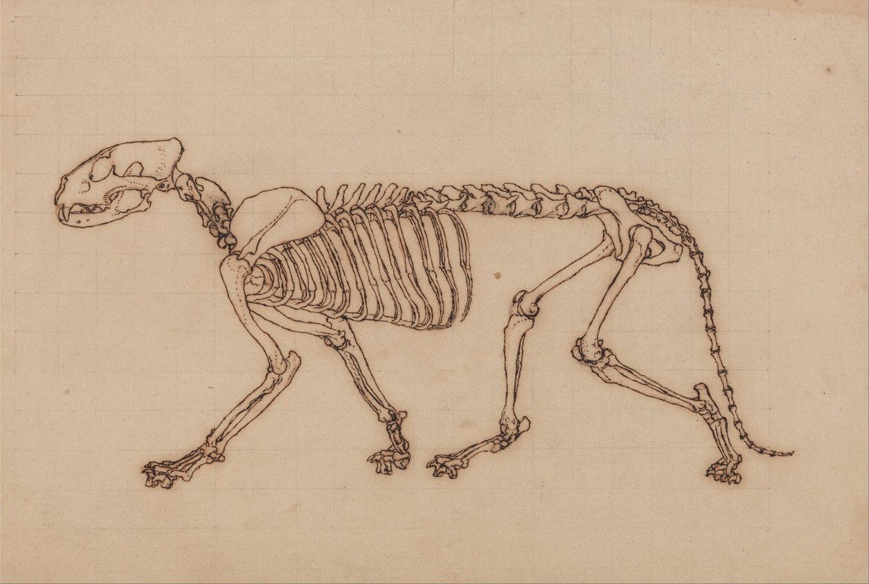 En jämförande anatomisk exponering av människokroppens struktur med en tiger och en ... av George Stubbs