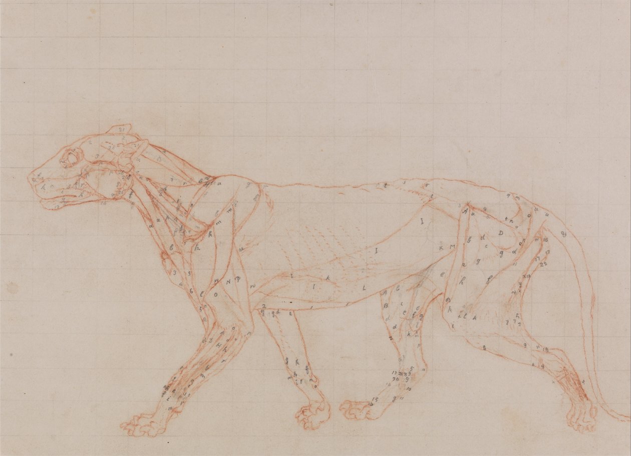 En jämförande anatomisk exponering av människokroppens struktur med en tiger och en ... av George Stubbs