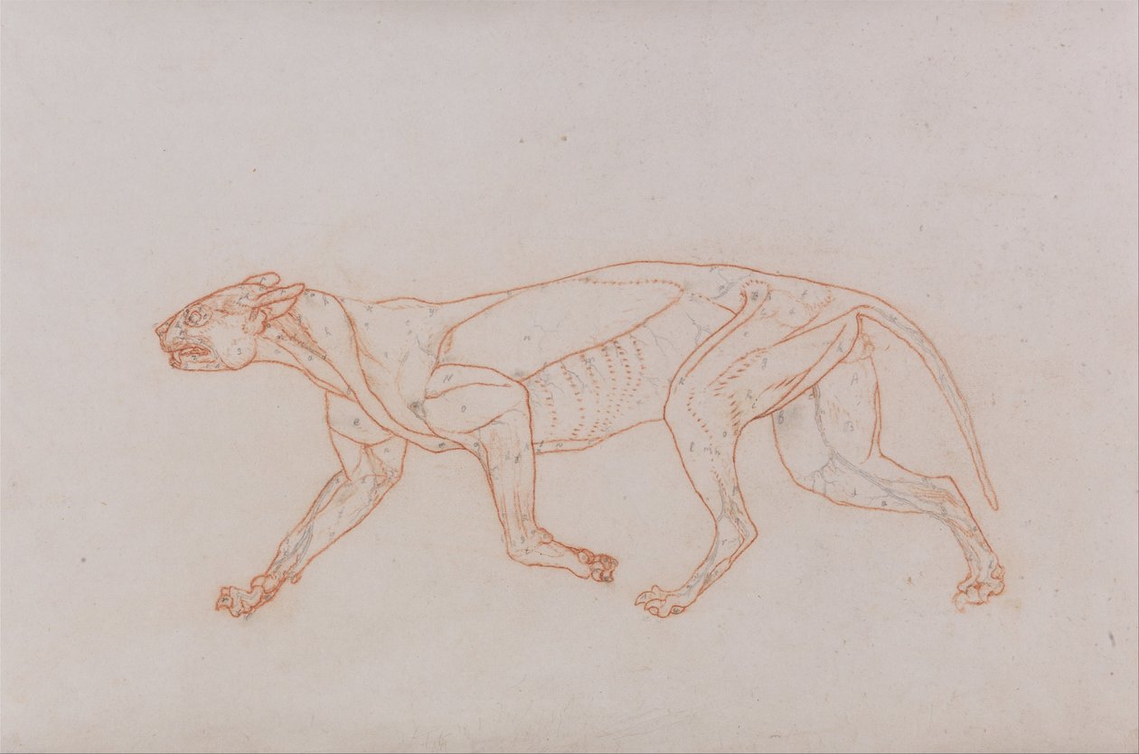 En jämförande anatomisk exponering av människokroppens struktur med en tiger och en ... av George Stubbs