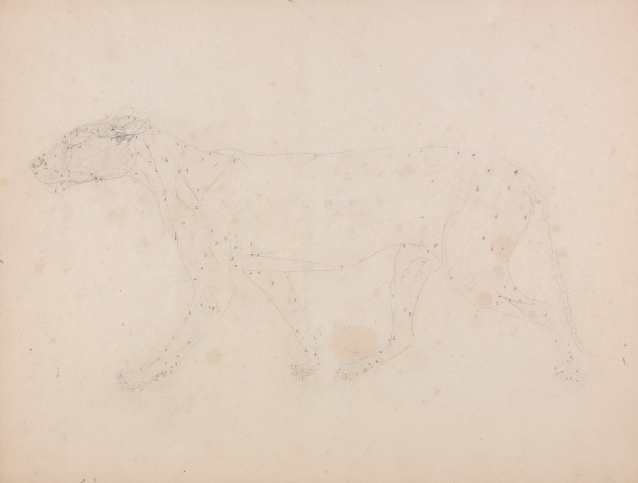 En jämförande anatomisk exponering av människokroppens struktur med en tiger och en ... av George Stubbs