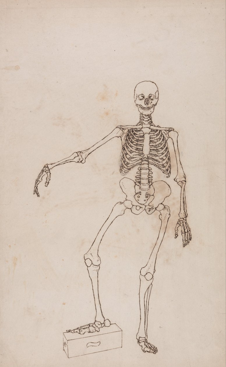 En jämförande anatomisk exponering av människokroppens struktur med en tiger och en ... av George Stubbs