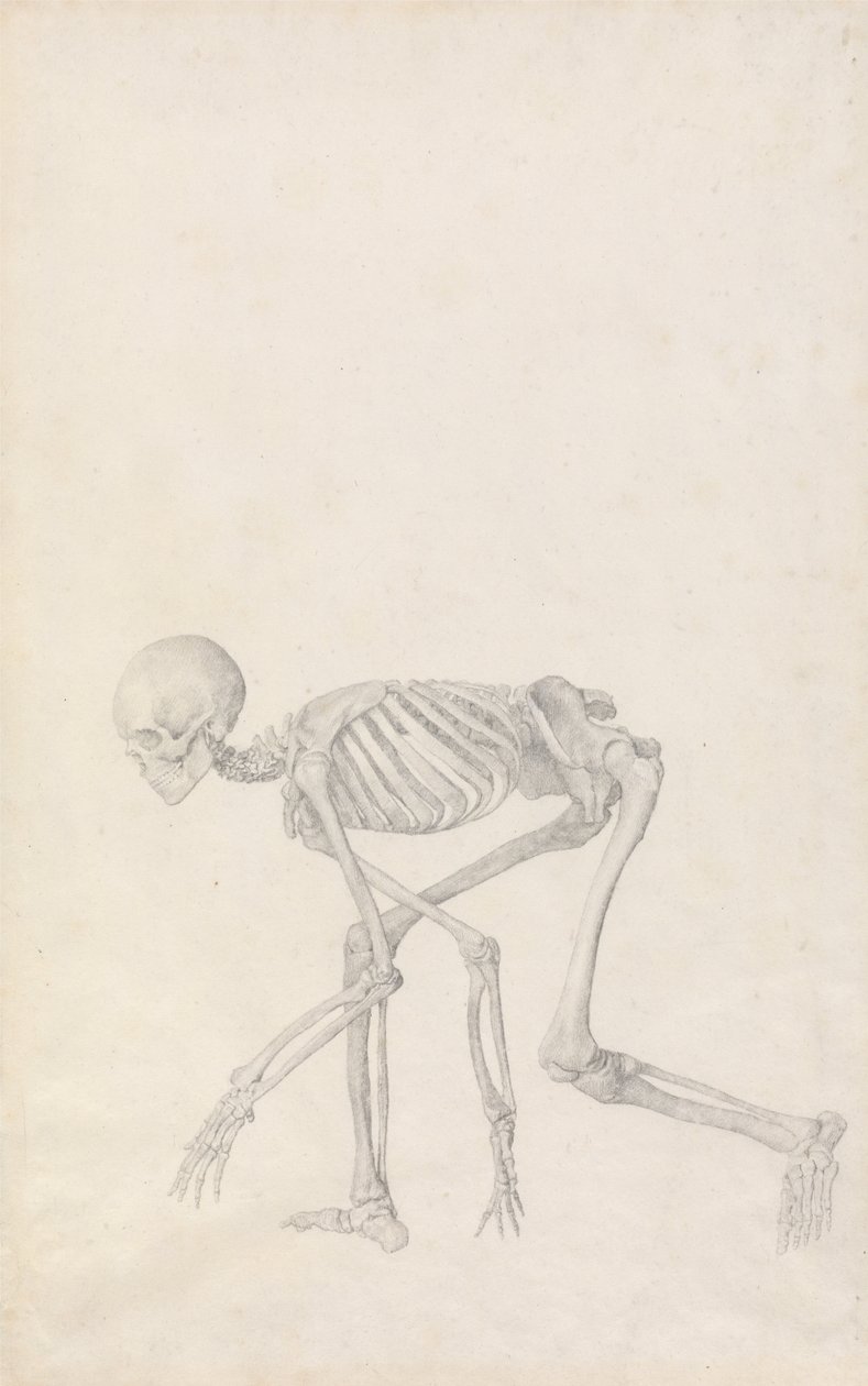 En jämförande anatomisk exponering av människokroppens struktur med en tiger och en ... av George Stubbs