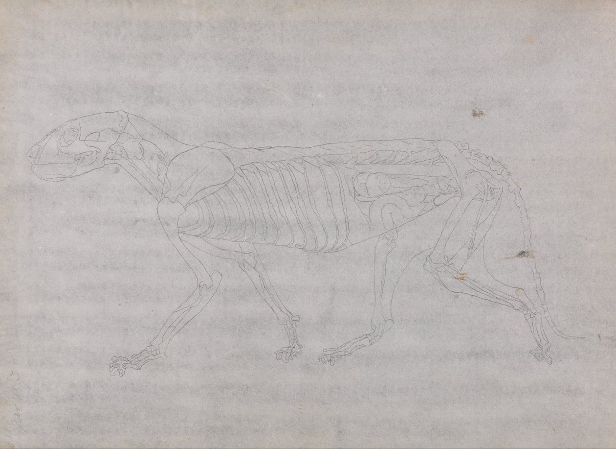 En jämförande anatomisk exponering av människokroppens struktur med en tiger och en ... av George Stubbs