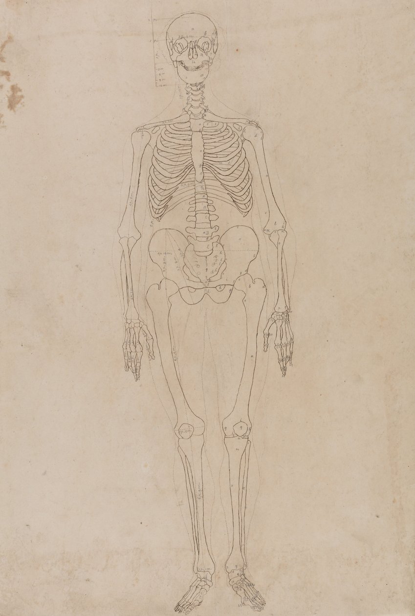 En jämförande anatomisk exponering av människokroppens struktur med en tiger och en ... av George Stubbs