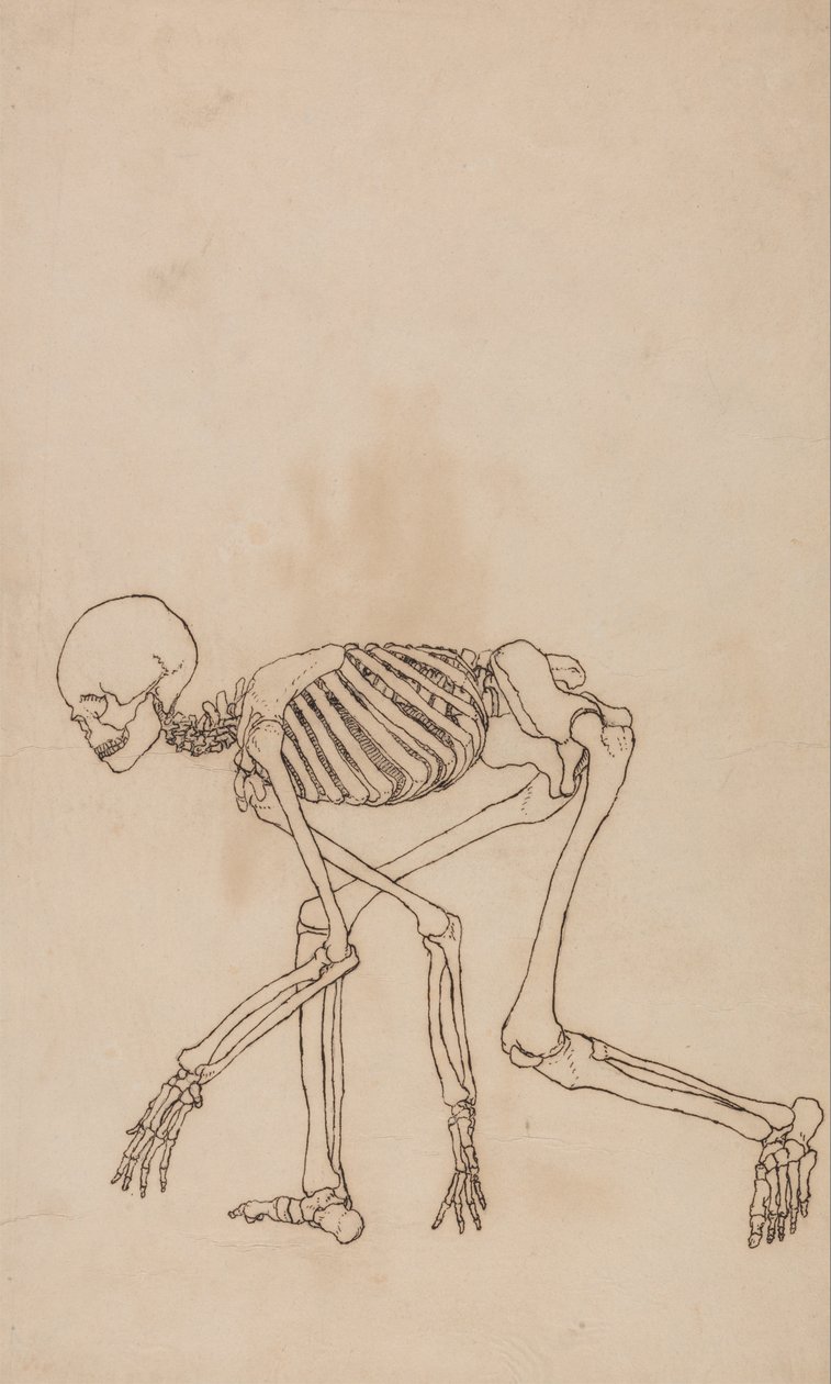 En jämförande anatomisk exponering av människokroppens struktur med en tiger och en ... av George Stubbs