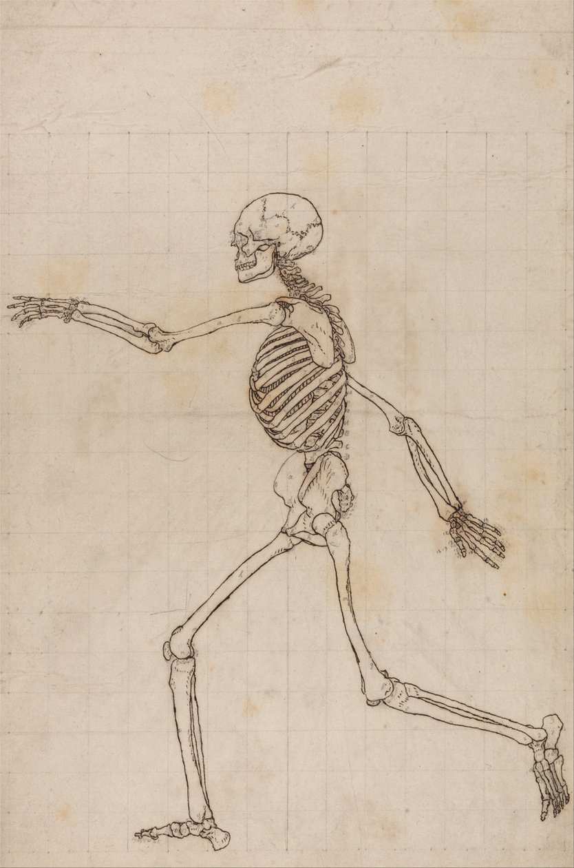 En jämförande anatomisk exponering av människokroppens struktur med en tiger och en ... av George Stubbs