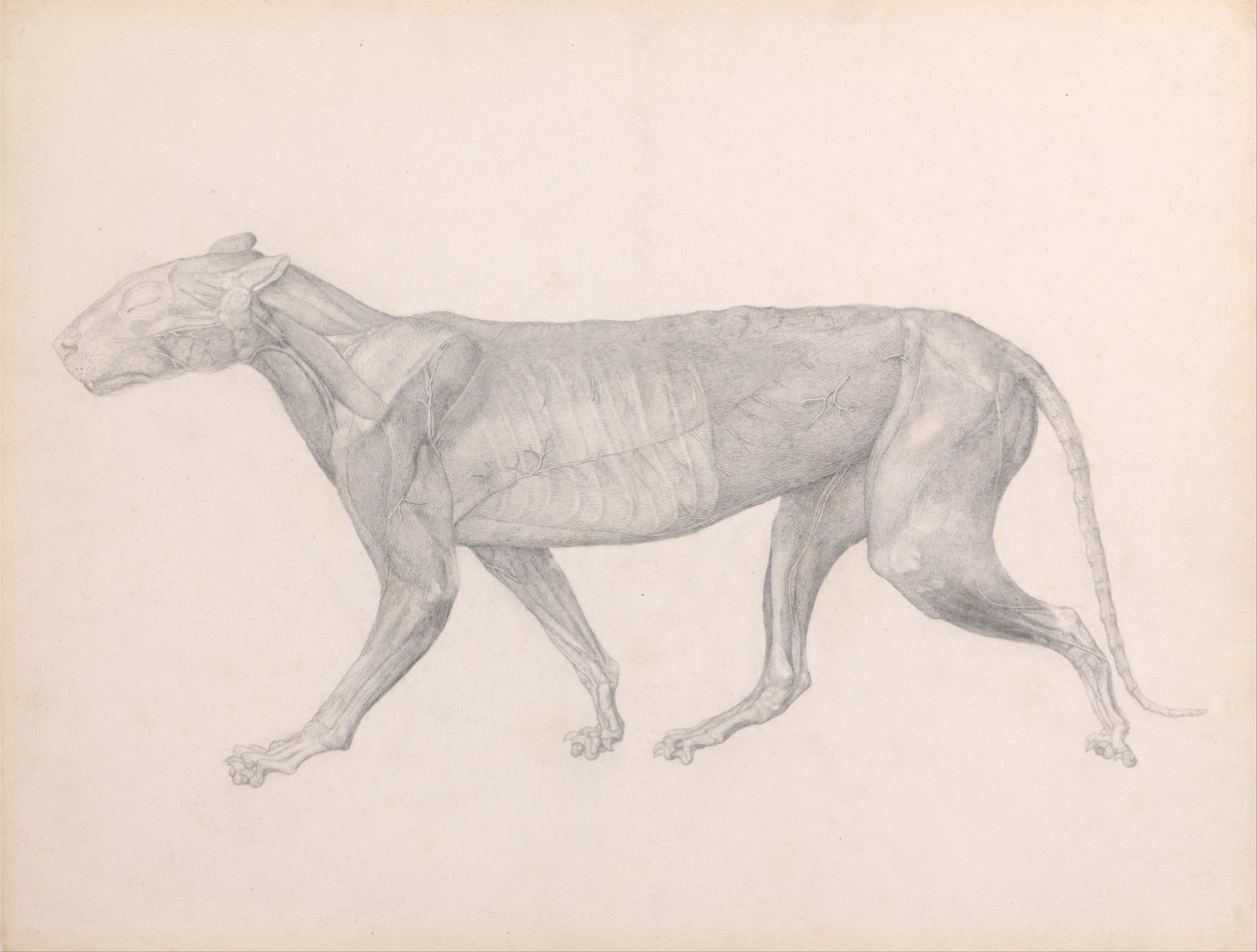 En jämförande anatomisk exponering av människokroppens struktur med en tiger och en ... av George Stubbs