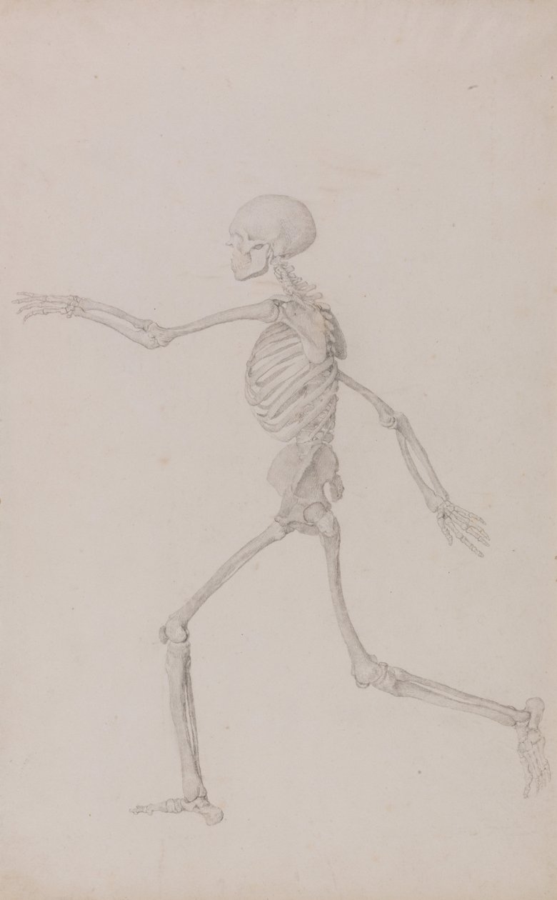 En jämförande anatomisk exponering av människokroppens struktur med en tiger och en ... av George Stubbs