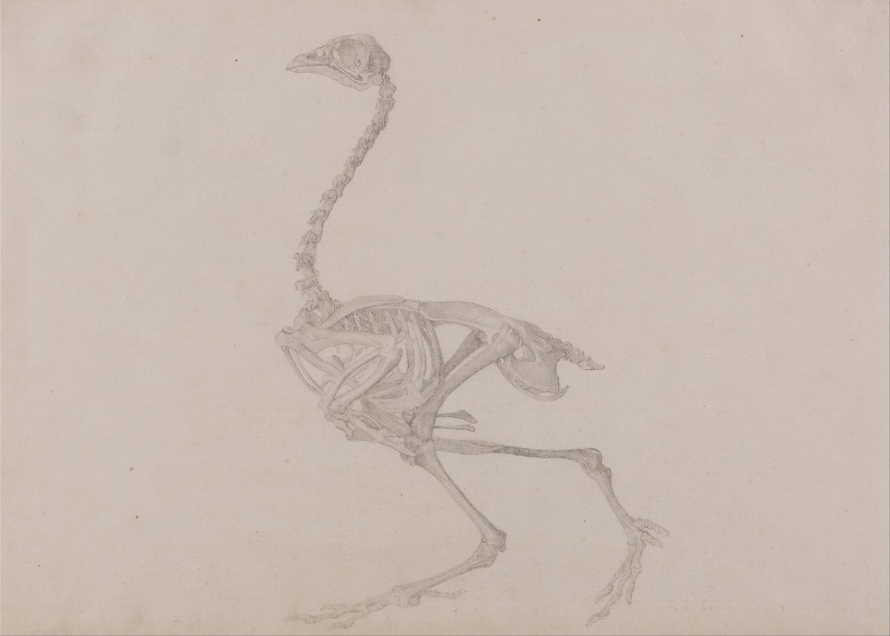 En jämförande anatomisk exponering av människokroppens struktur med en tiger och en ... av George Stubbs