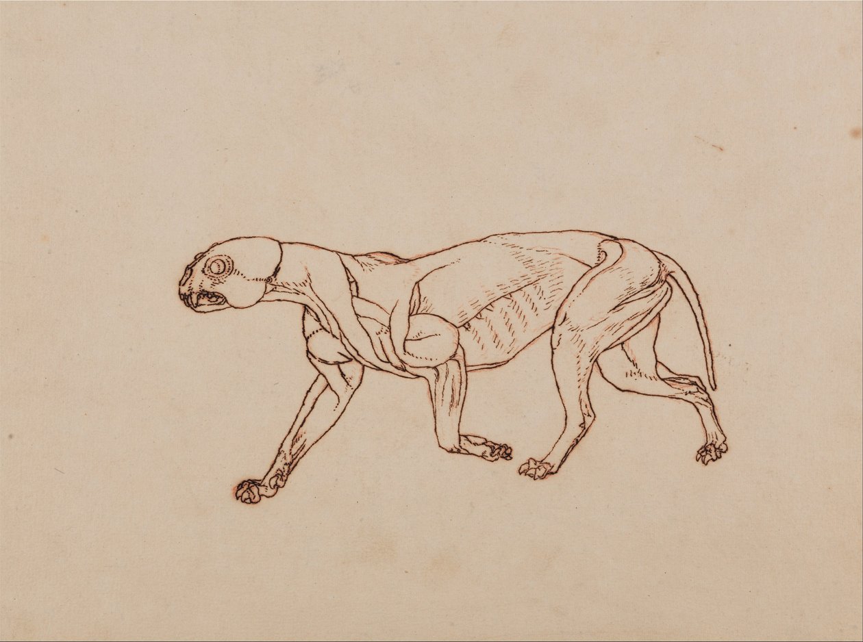 En jämförande anatomisk exponering av människokroppens struktur med en tiger och en ... av George Stubbs