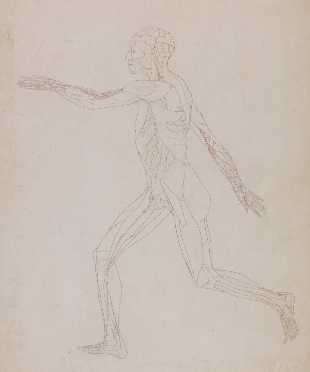 En jämförande anatomisk exponering av människokroppens struktur med en tiger och en ... av George Stubbs