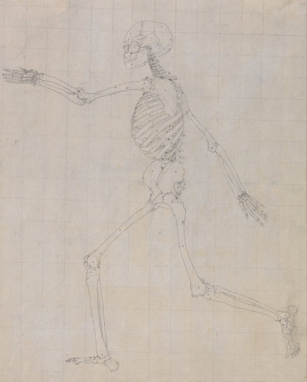 En jämförande anatomisk exponering av människokroppens struktur med en tiger och en ... av George Stubbs