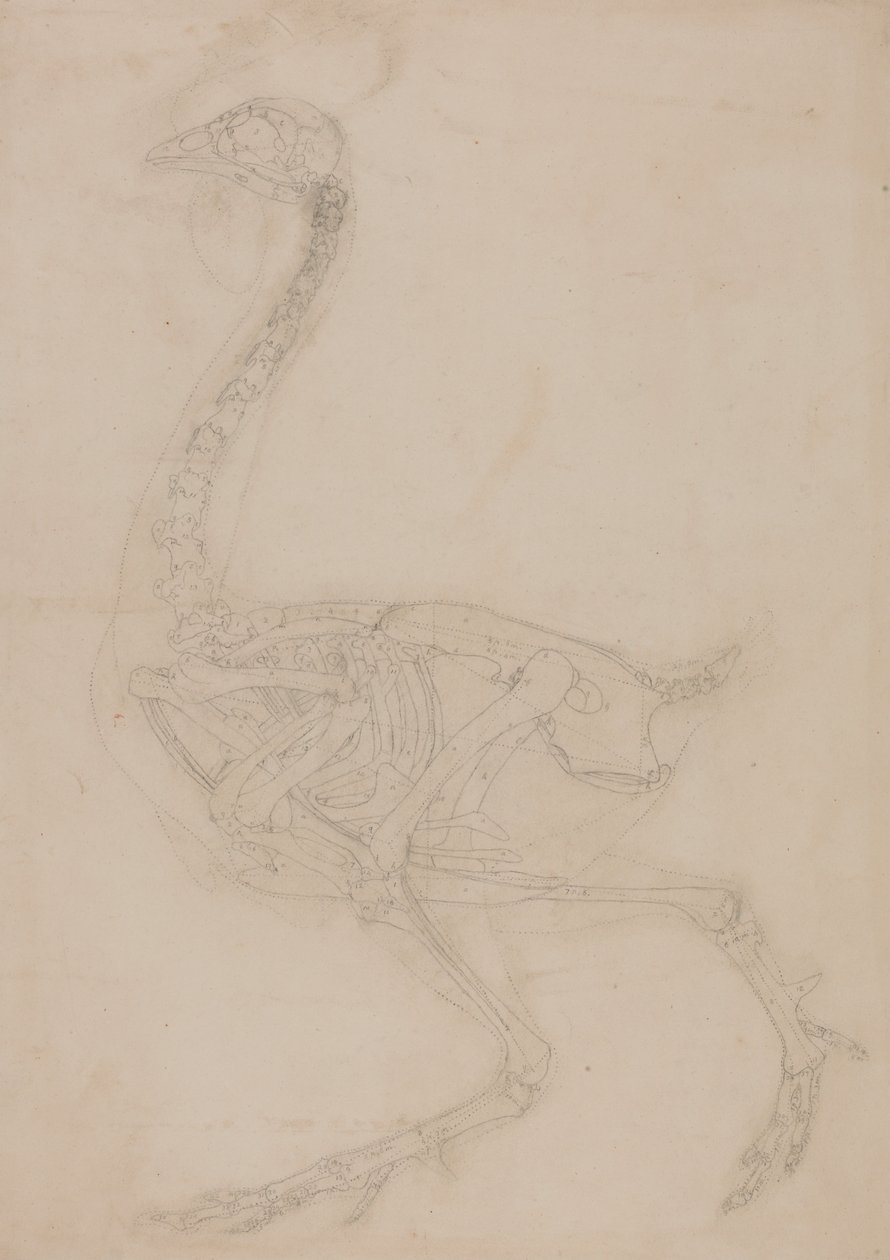 En jämförande anatomisk exponering av människokroppens struktur med en tiger och en ... av George Stubbs
