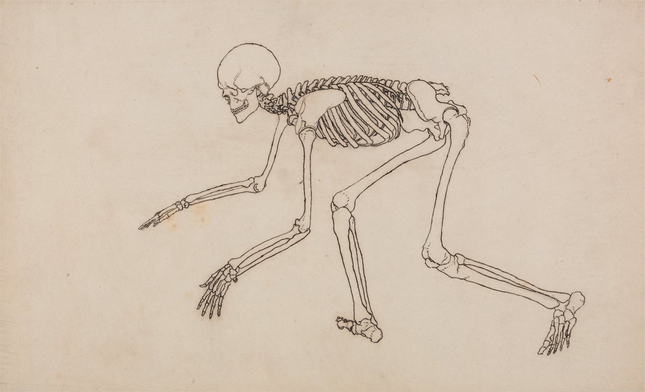 En jämförande anatomisk exponering av människokroppens struktur med en tiger och en ... av George Stubbs