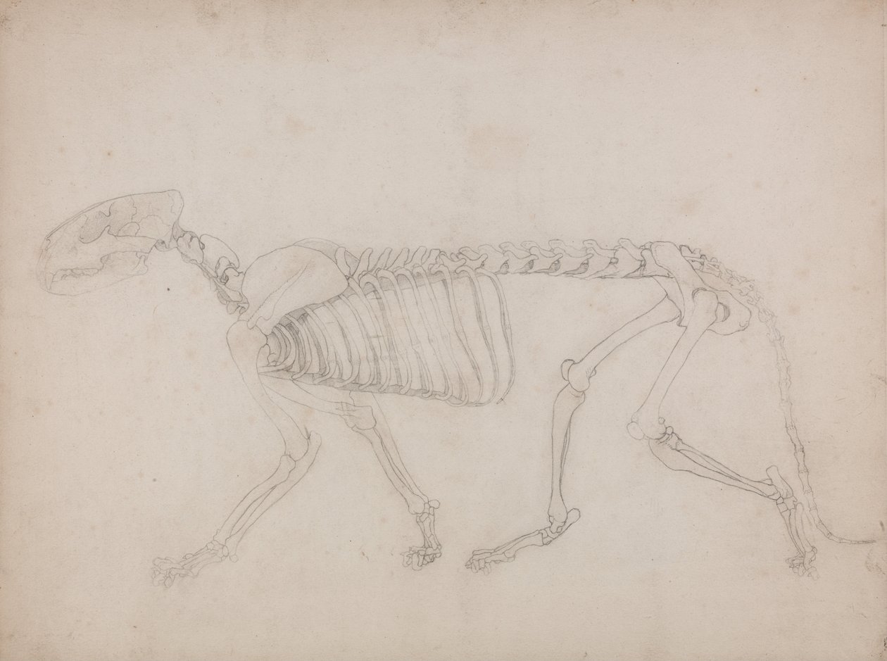 En jämförande anatomisk exponering av människokroppens struktur med en tiger och en ... av George Stubbs