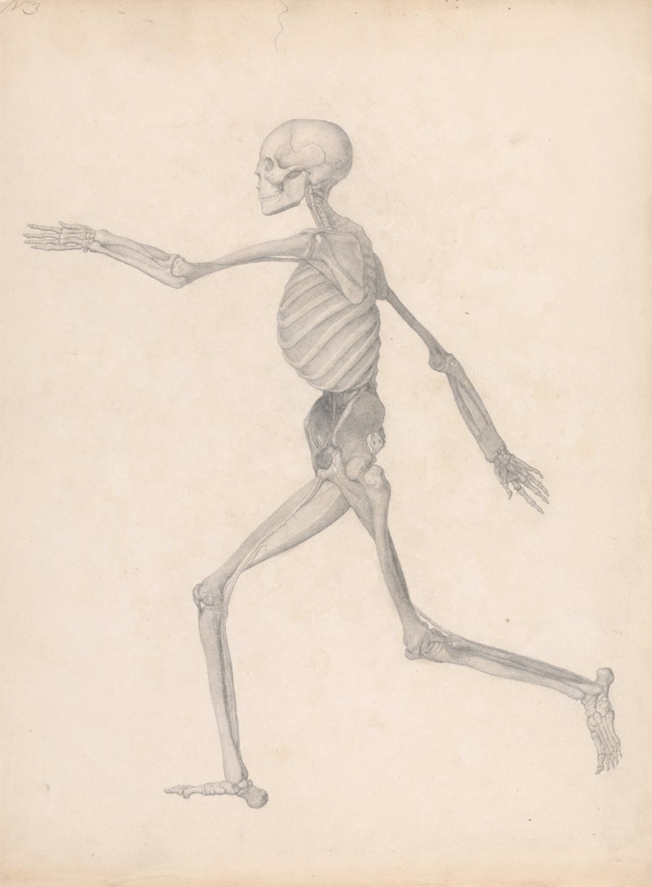 En jämförande anatomisk exponering av människokroppens struktur med en tiger och en ... av George Stubbs