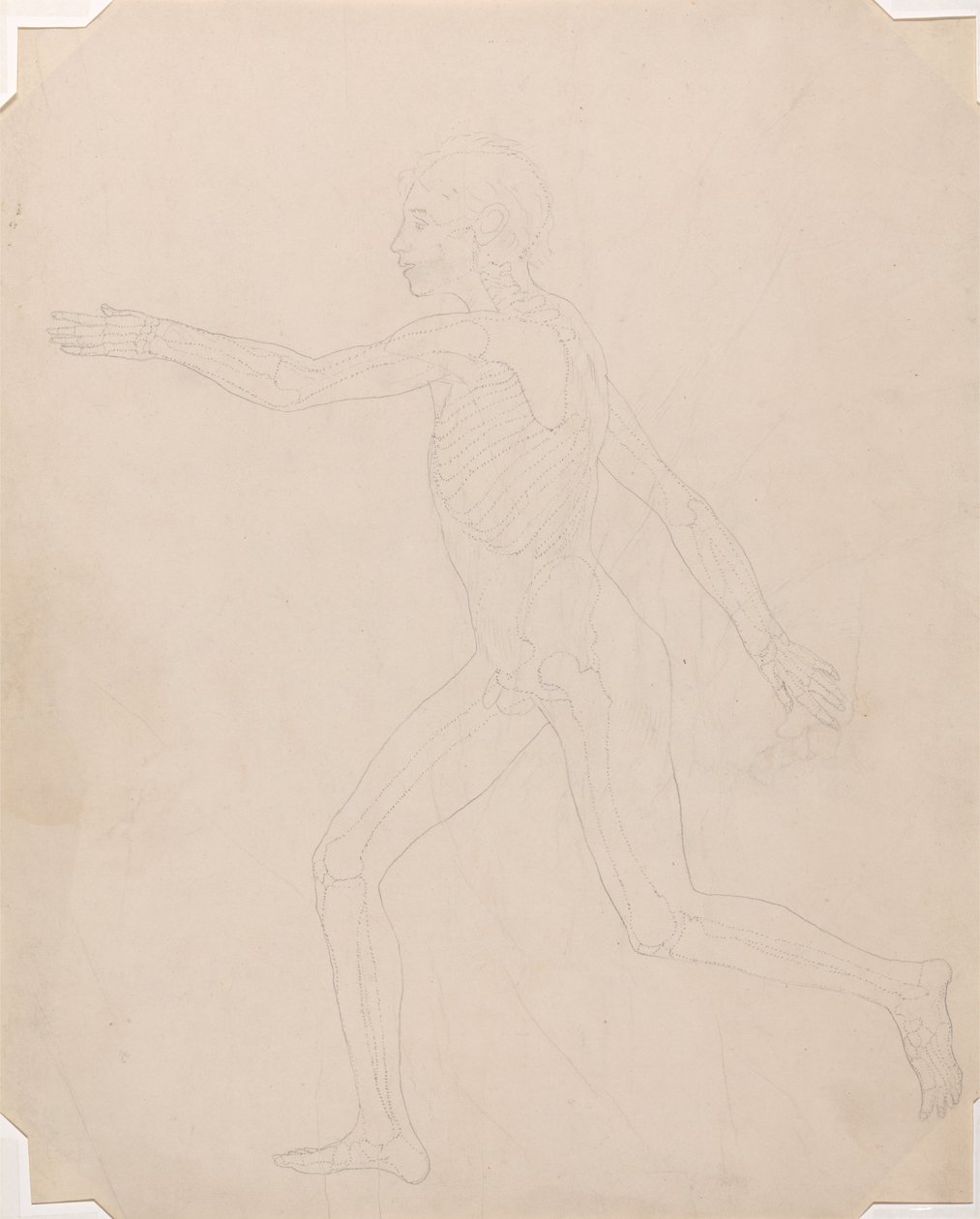 En jämförande anatomisk exponering av människokroppens struktur med en tiger och en ... av George Stubbs