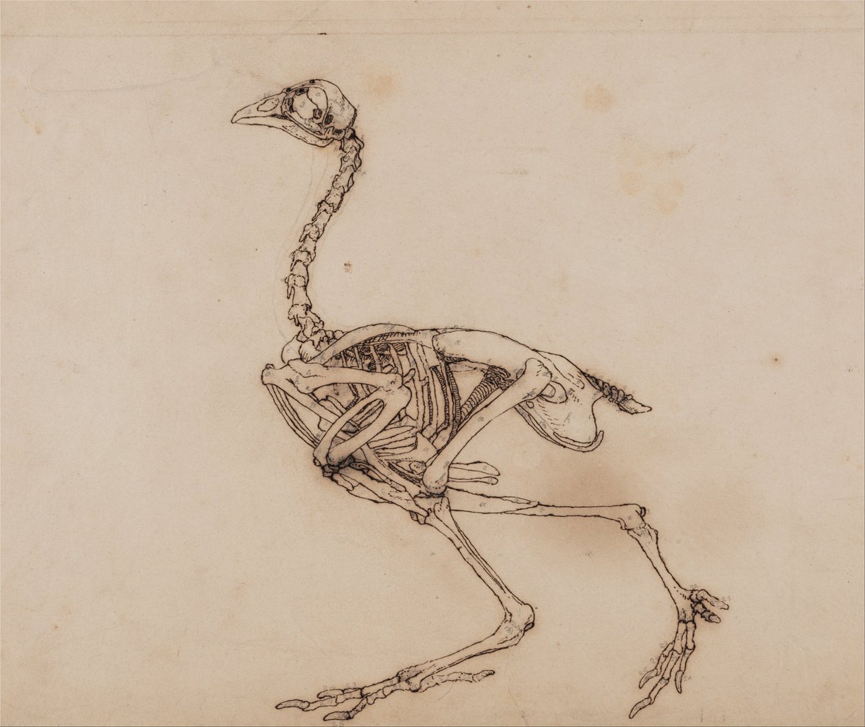 En jämförande anatomisk exponering av människokroppens struktur med en tiger och en ... av George Stubbs