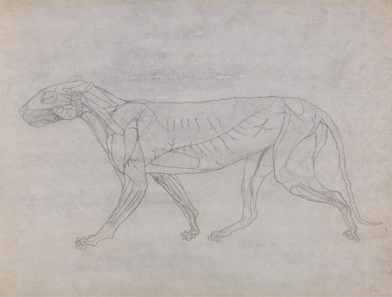 En jämförande anatomisk exponering av människokroppens struktur med en tiger och en ... av George Stubbs
