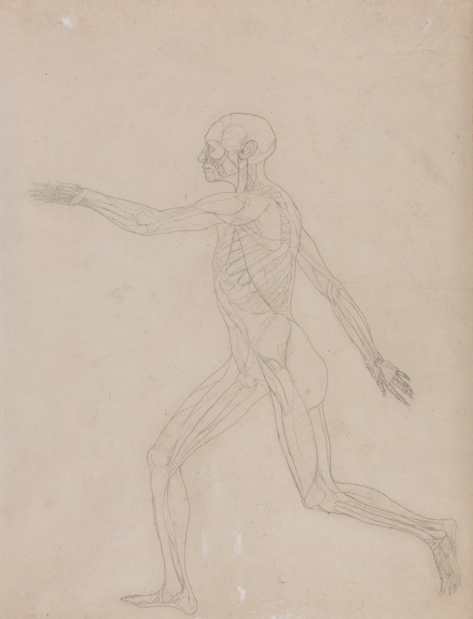 En jämförande anatomisk exponering av människokroppens struktur med en tiger och en ... av George Stubbs