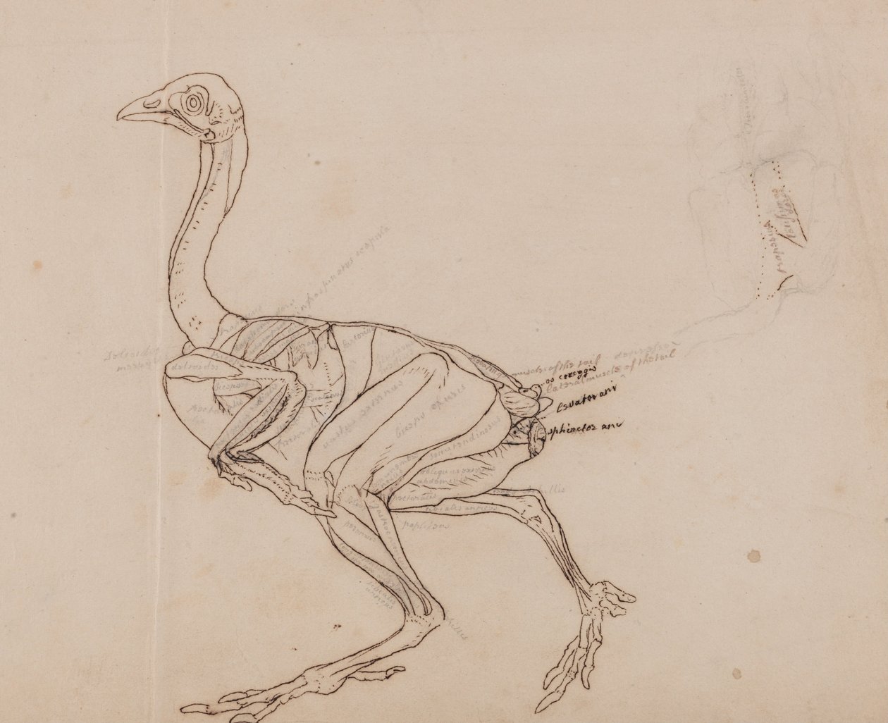 En jämförande anatomisk exponering av människokroppens struktur med en tiger och en ... av George Stubbs