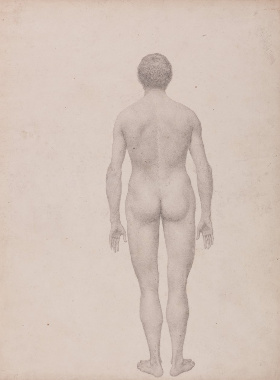 En jämförande anatomisk exponering av människokroppens struktur med en tiger och en ... av George Stubbs