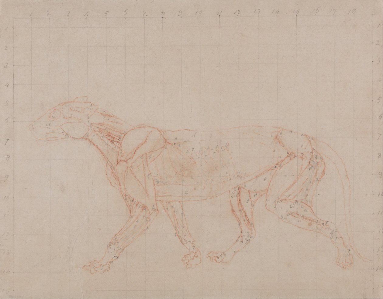 En jämförande anatomisk exponering av människokroppens struktur med en tiger och en ... av George Stubbs